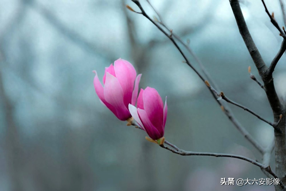 20幅春天摄影作品欣赏，满眼姹紫嫣红，美女楚楚动人