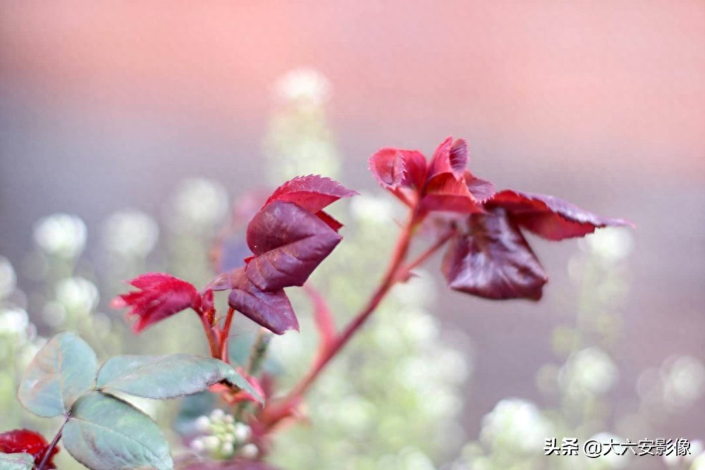 20幅春天摄影作品欣赏，满眼姹紫嫣红，美女楚楚动人