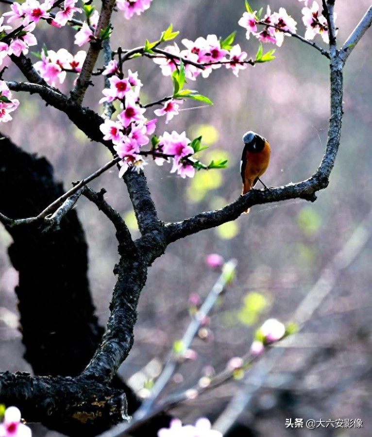 20幅春天摄影作品欣赏，满眼姹紫嫣红，美女楚楚动人