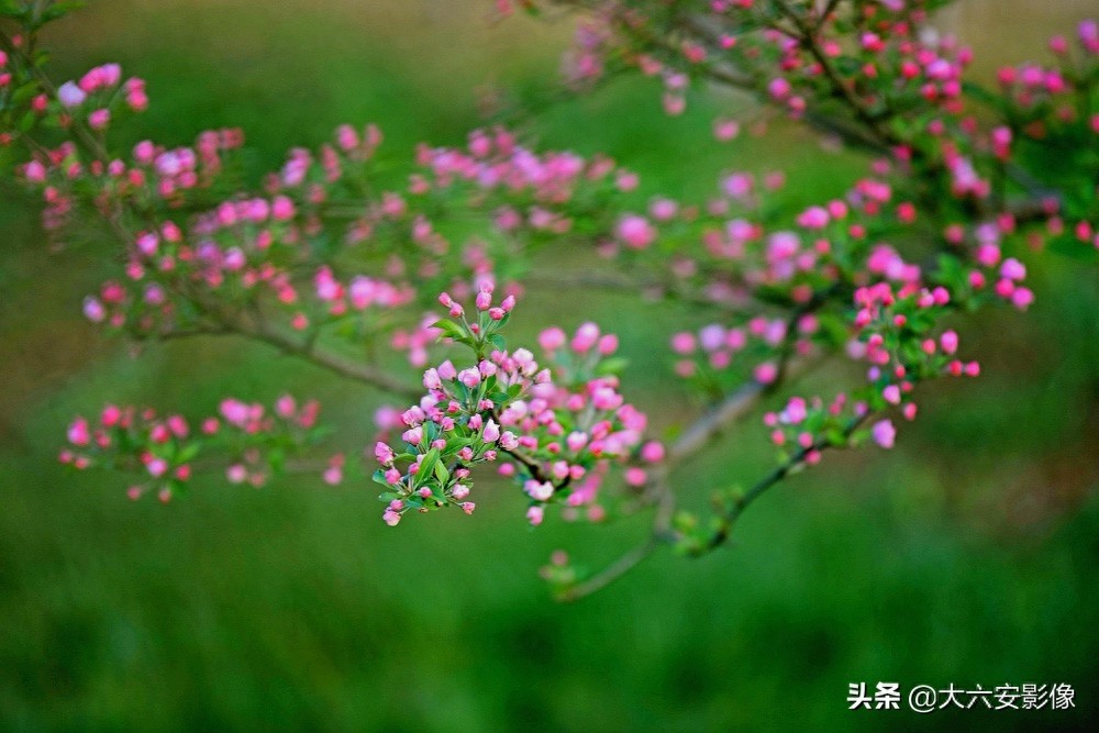 20幅春天摄影作品欣赏，满眼姹紫嫣红，美女楚楚动人