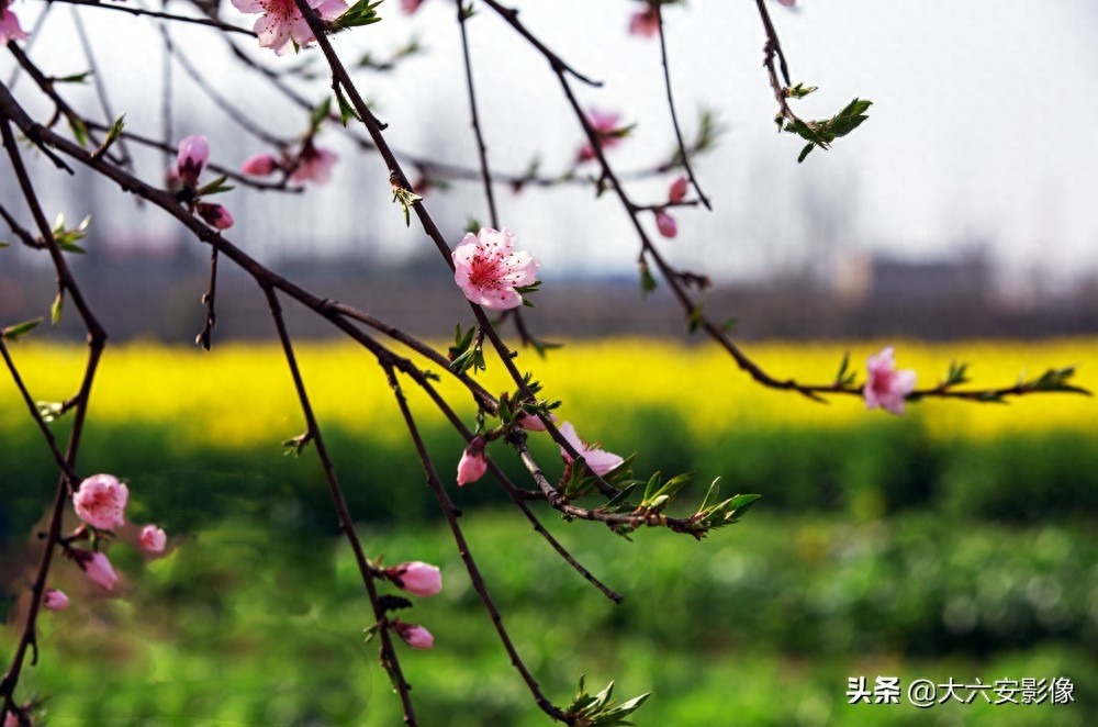 20幅春天摄影作品欣赏，满眼姹紫嫣红，美女楚楚动人