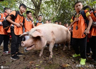 ​12岁汶川网红“猪坚强”已经走不动了 饲养员：谣言！只是走得慢