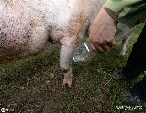 12岁汶川网红“猪坚强”已经走不动了 饲养员：谣言！只是走得慢