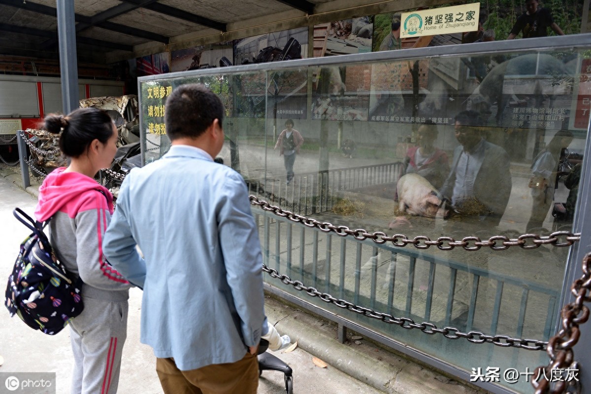 12岁汶川网红“猪坚强”已经走不动了 饲养员：谣言！只是走得慢