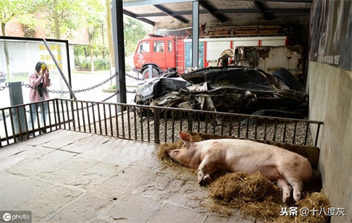 12岁汶川网红“猪坚强”已经走不动了 饲养员：谣言！只是走得慢