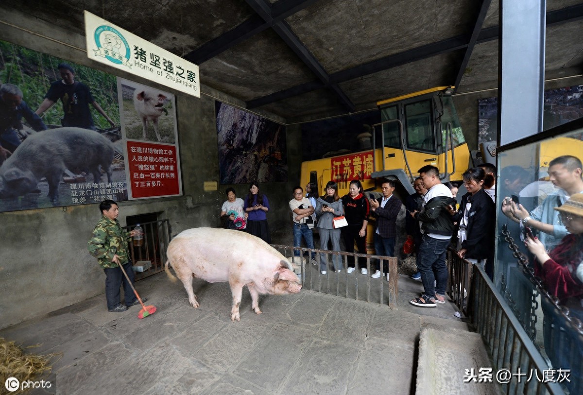12岁汶川网红“猪坚强”已经走不动了 饲养员：谣言！只是走得慢