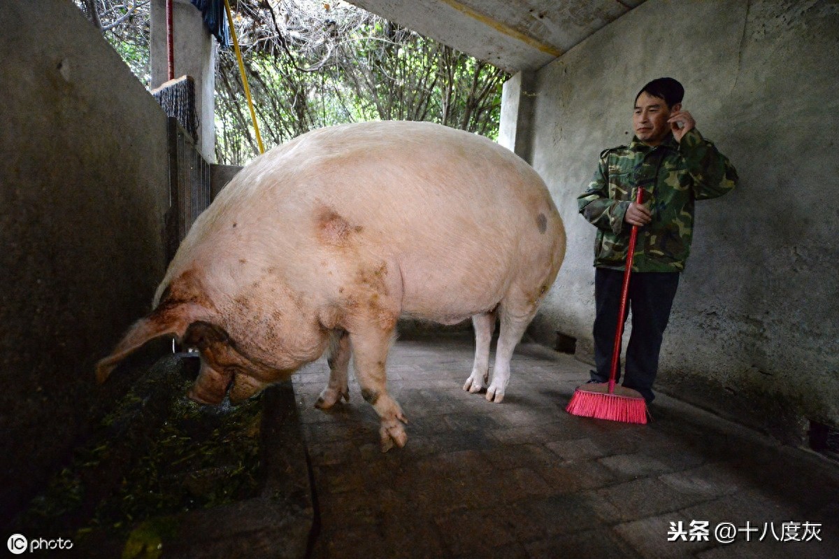 12岁汶川网红“猪坚强”已经走不动了 饲养员：谣言！只是走得慢