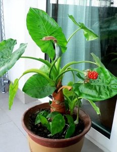 ​养花要谨慎！千万不要养这6种‘剧毒花’，毒性可不是闹着玩的！