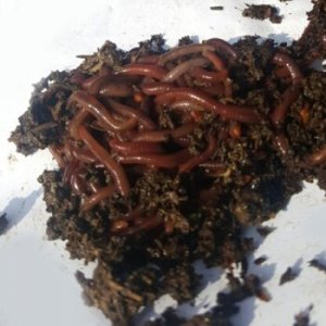 ​万能钓饵蚯蚓人人都在用想爆护三个妙招助你提高鱼获量