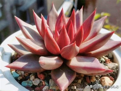 ​我在南方养多肉，确实挺难的，但从5个方面入手我感觉养来也还行