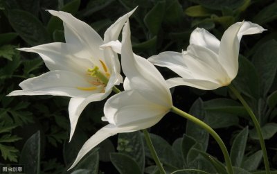 ​既当爹又当妈有多累？盘点那些雌雄同体的生物