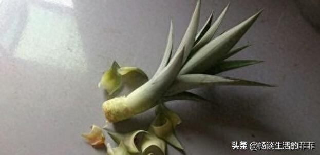 关于菠萝头种了能不能长菠萝,看今年的尝试就知道了