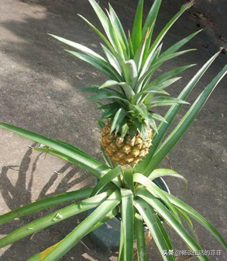 关于菠萝头种了能不能长菠萝,看今年的尝试就知道了