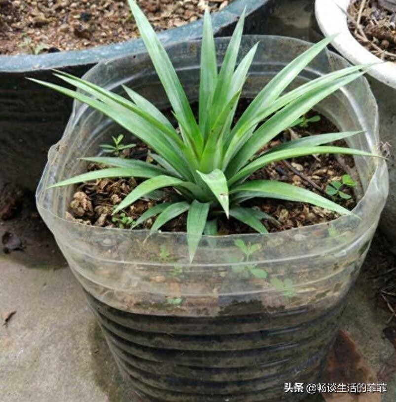 关于菠萝头种了能不能长菠萝,看今年的尝试就知道了