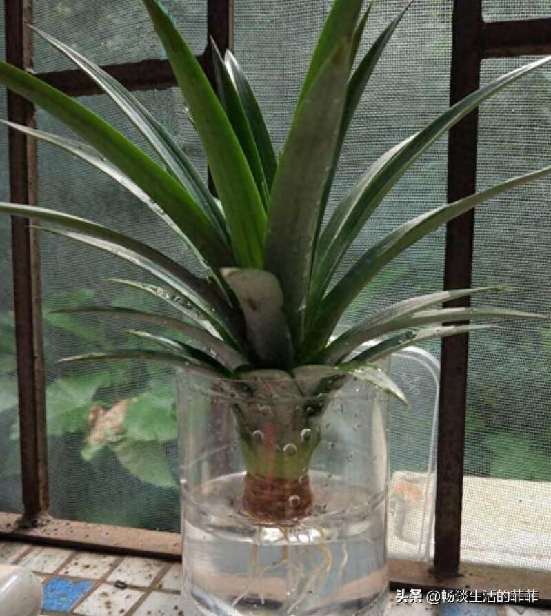 关于菠萝头种了能不能长菠萝,看今年的尝试就知道了
