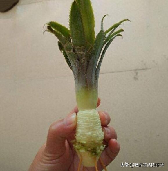 关于菠萝头种了能不能长菠萝,看今年的尝试就知道了