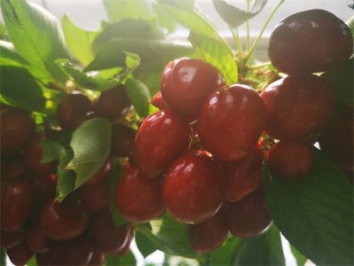 ​布鲁克斯大樱桃裂果严重？经济效益好不好？能不能种？