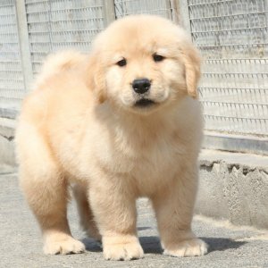 ​犬种科普介绍 金毛巡回猎犬（金毛）