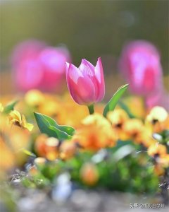 ​不可错过的拍花技巧，7个花朵摄影技巧，帮你随手拍美小花朵