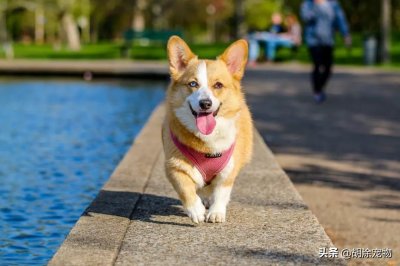 ​萌宠百科——彭布罗克威尔士柯基犬（Pembroke Welsh Corgi）