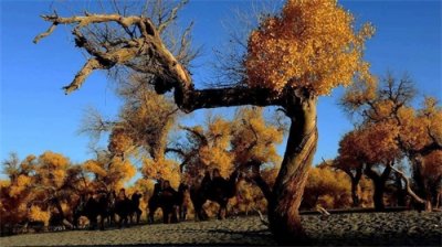 ​《站着等你三千年》：胡杨与大雁的传说，痴情男女的红尘绝恋