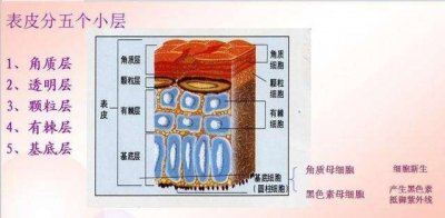 ​皮肤表皮的结构