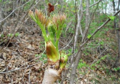 ​野菜刺龙芽的栽培技术，种植的时候要掌握的技巧有三点，来看看吧