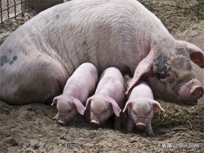 ​母猪养殖技术：养好母猪这些小细节必须知道，养殖户才能赚更多钱