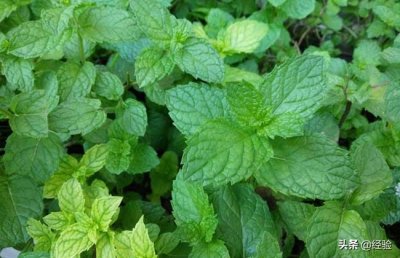 ​猫薄荷和薄荷的区别