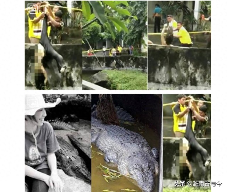 印尼女科学家喂5米鳄鱼，一不小心掉下鳄鱼池，最终惨死鳄鱼口中