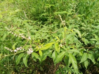 ​荆条-你们见过不一定认识哦