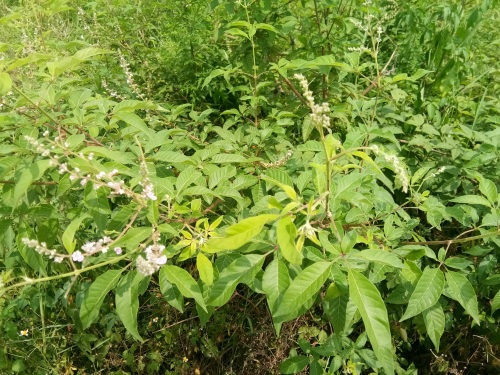 荆条-你们见过不一定认识哦