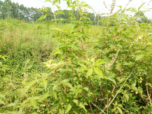 荆条-你们见过不一定认识哦