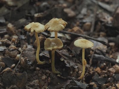 ​自然教育 | 广东丹霞山发现大型真菌新物种丹霞丝盖伞