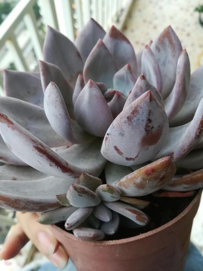 美到不食人间烟火的超大多肉——芙蓉雪莲