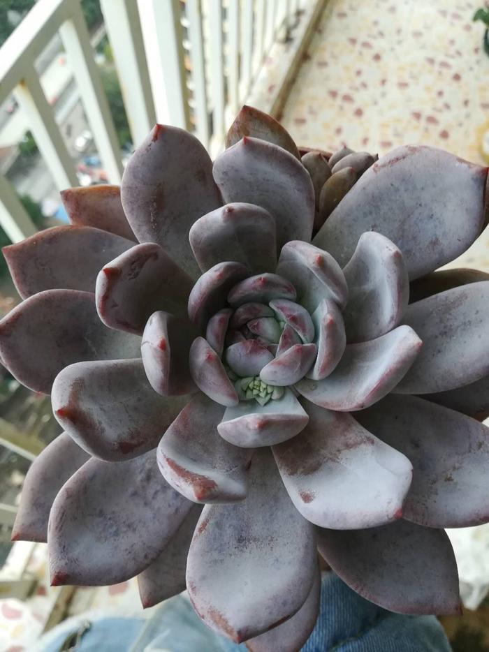 美到不食人间烟火的超大多肉——芙蓉雪莲