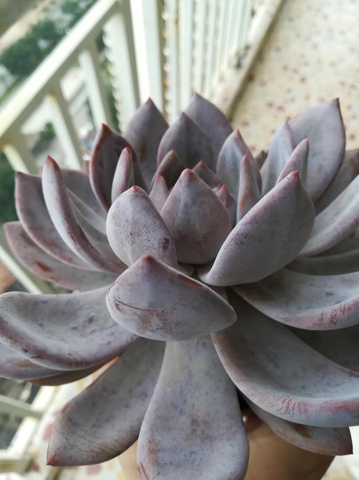 美到不食人间烟火的超大多肉——芙蓉雪莲