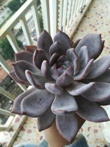 ​美到不食人间烟火的超大多肉——芙蓉雪莲