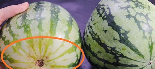 我今天刚买了一个西瓜英语