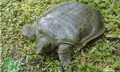 脚鱼怎么杀？脚鱼孕妇可以吃吗