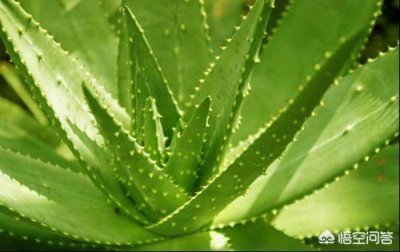 ​芦荟胶可以常年使用吗(可以长期使用芦荟胶擦脸吗)