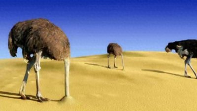 ​推翻认知——鸵鸟遇到危险时把头埋进沙子里？