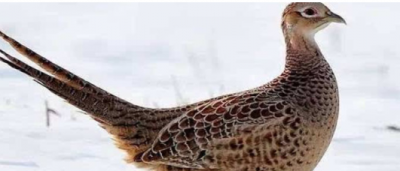 ​野鸡几级保护动物,野鸡是几级保护动物