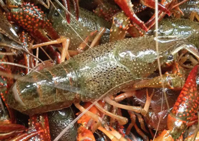 ​小龙虾是哪里的特产（全国哪里的小龙虾最出名最好吃）