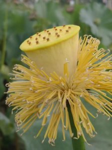 ​《道德经》：胜不骄，败不馁才能常胜