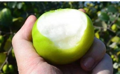 ​牛奶枣价格(牛奶枣上市时间)