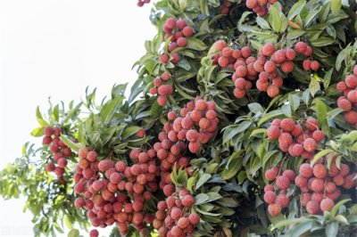 ​申请绿色食品你需要知道的5个真相